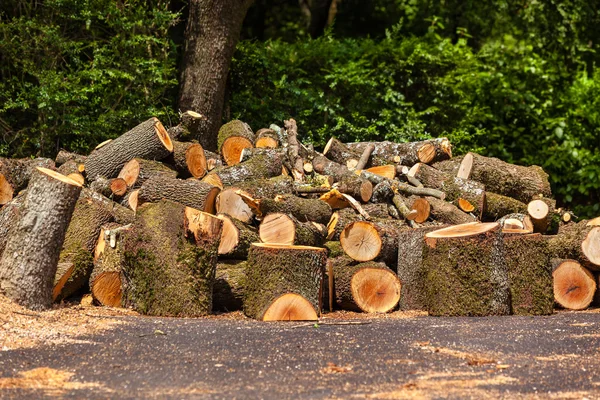 Grande mucchio di tronchi di legno — Foto Stock