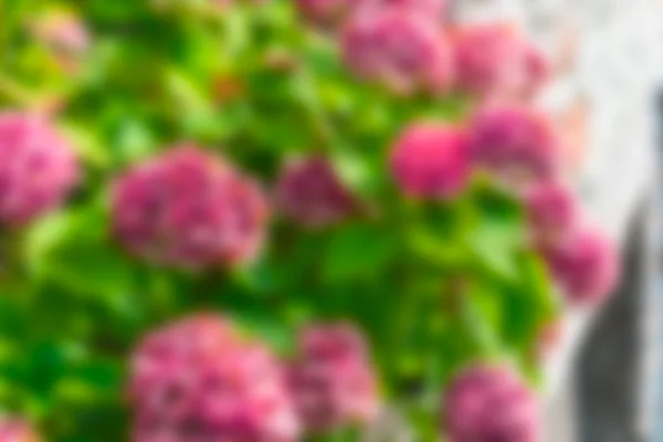 Krzew kwiaty różowe hortensji — Zdjęcie stockowe