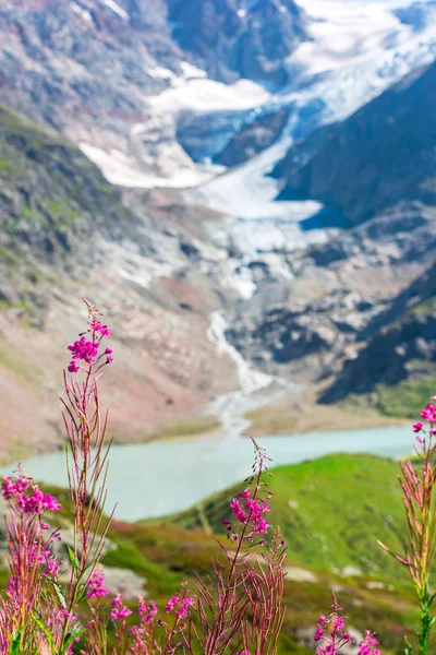 Zwitserse antipersoneelmijnen met wild roze bloemen — Stockfoto