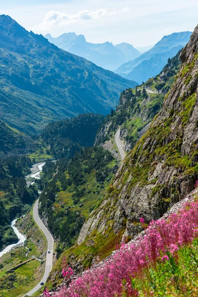 瑞士杀伤人员地雷查看与野生粉红花 — 图库照片