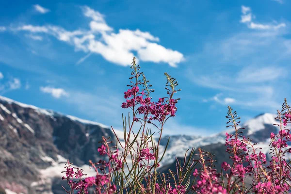 Zwitserse antipersoneelmijnen met wild roze bloemen — Stockfoto