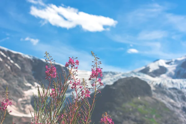 Apls suíços com flores rosa selvagens — Fotografia de Stock