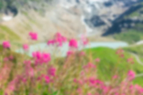 Swiss Alps view with wild pink flowers — Stock Photo, Image