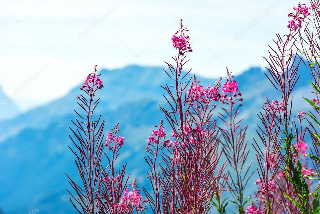Swiss Apls with wild pink flowers