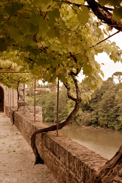 Palais de la Berbie Gardens Alley — Stock Photo, Image