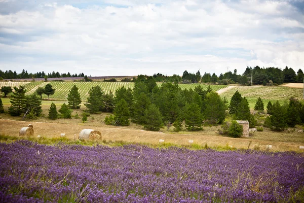Balles de champs de lavande et de paille en Provence, France — Photo