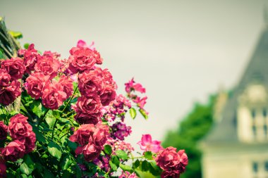 Bahçedeki güzel pembe güllerin çalısı
