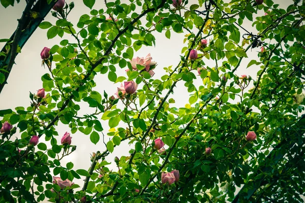 Bush of beautiful roses in a garden — Stock Photo, Image