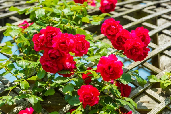 Bush van mooie rozen in een tuin — Stockfoto