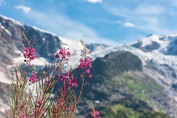 Zwitserse antipersoneelmijnen met wild roze bloemen — Stockfoto