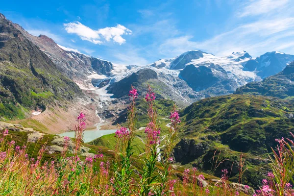 İsviçre Apls vahşi pembe çiçekli — Stok fotoğraf