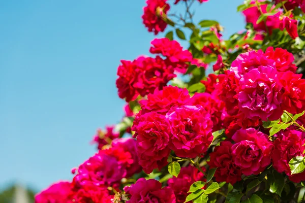 Bush van mooie rozen in een tuin — Stockfoto