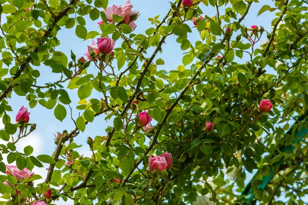 Bush de hermosas rosas en un jardín —  Fotos de Stock