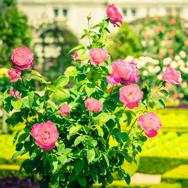 Bush de belas rosas em um jardim — Fotografia de Stock