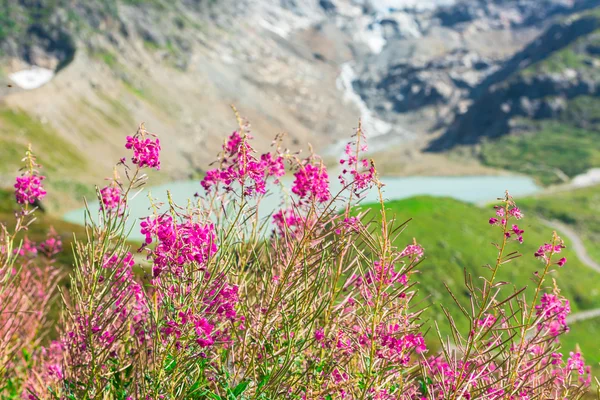 Zwitserse Alpen met wild roze bloemen — Stockfoto