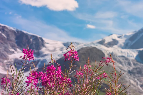 Apls suisses aux fleurs roses sauvages — Photo