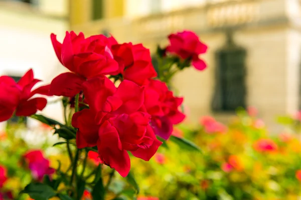 Bush of beautiful roses in a garden — Stock Photo, Image