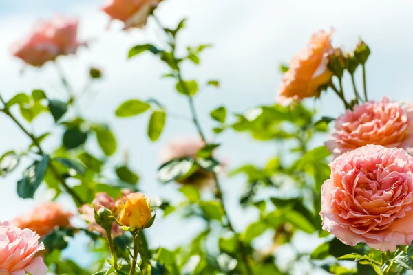 Bush de belas rosas em um jardim — Fotografia de Stock