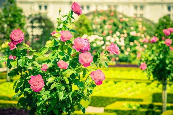Arbusto de belas rosas rosa em um jardim — Fotografia de Stock