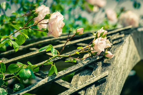 Bush of beautiful roses in a garden — Stock Photo, Image