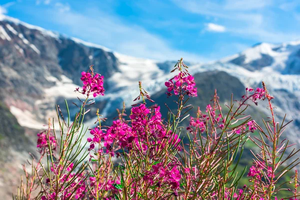 Apls suisses aux fleurs roses sauvages — Photo