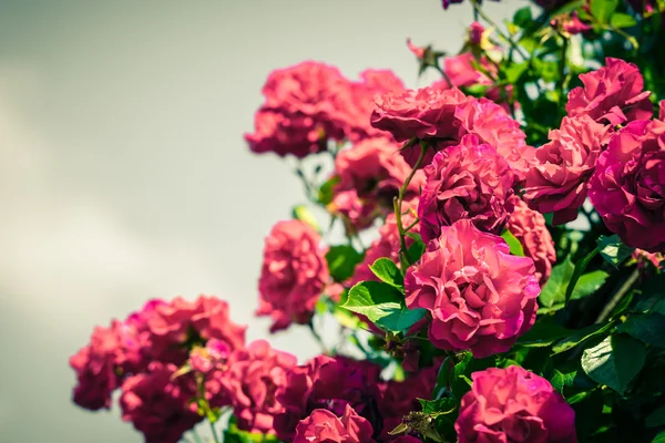 Bush de hermosas rosas en un jardín — Foto de Stock