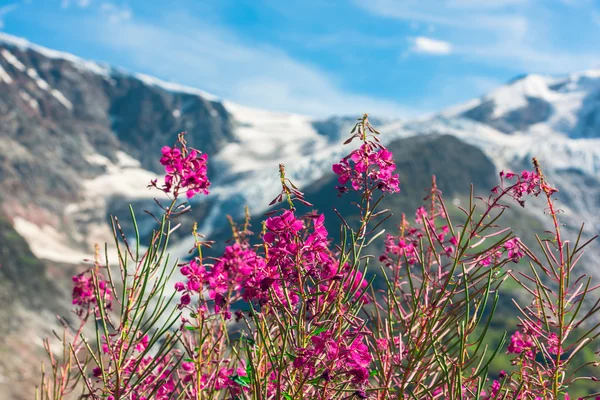 Apls suisses aux fleurs roses sauvages — Photo
