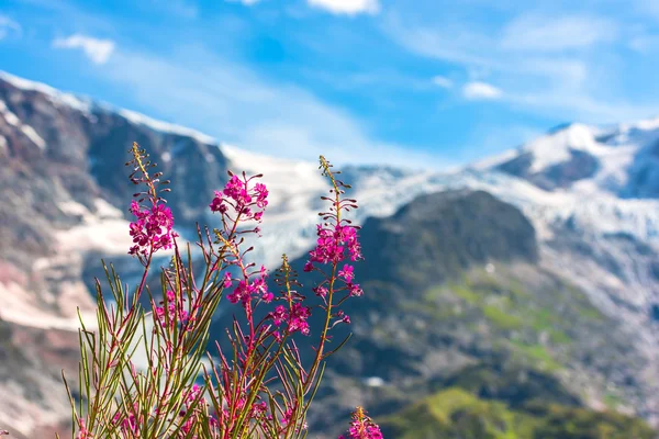Швейцарские Apls с дикими розовыми цветами — стоковое фото