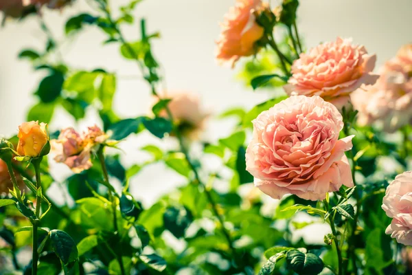 Bush van mooie rozen in een tuin — Stockfoto