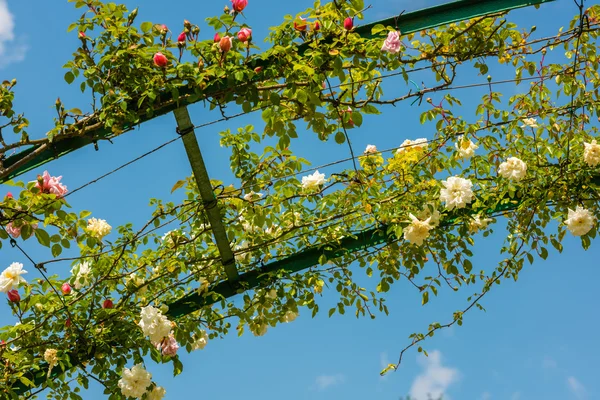 Bush de belas rosas em um jardim — Fotografia de Stock