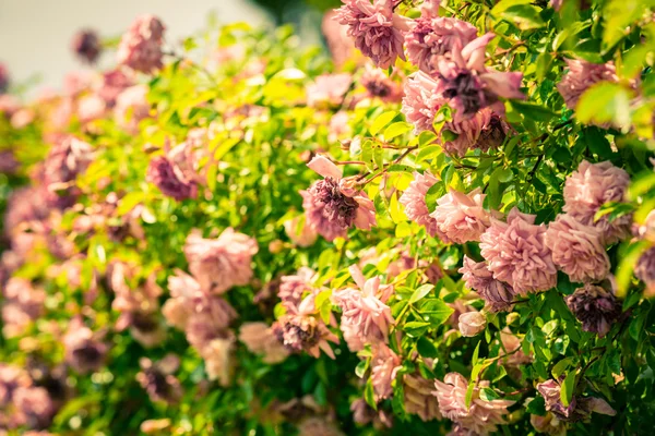 Bush van mooie rozen in een tuin — Stockfoto