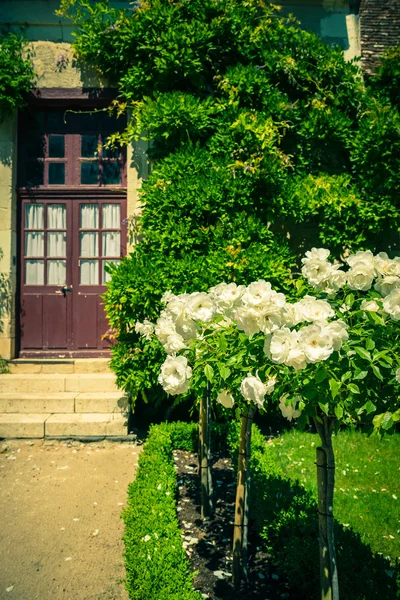布什的美丽花园里的白玫瑰 — 图库照片