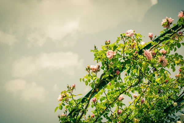 Bush de hermosas rosas en un jardín —  Fotos de Stock