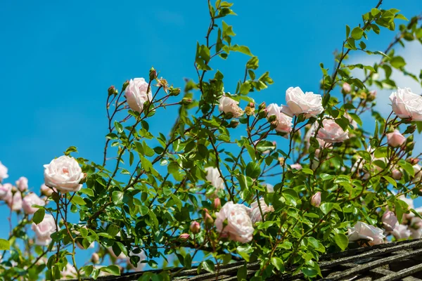 Bush krásných růží v zahradě — Stock fotografie