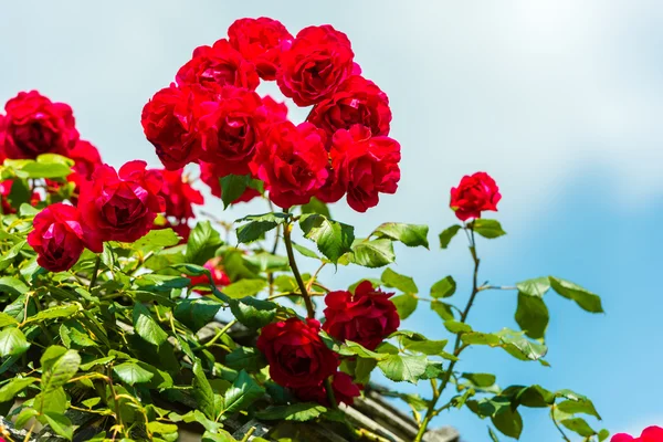 Strauch schöner Rosen in einem Garten — Stockfoto