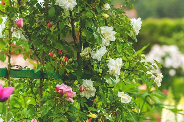 Буш из красивых роз в саду — стоковое фото