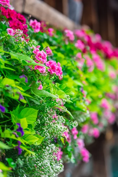 ルツェルンのカペル橋の上の花 — ストック写真