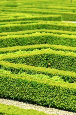 Fransız bahçe labirentinde yeşil çit