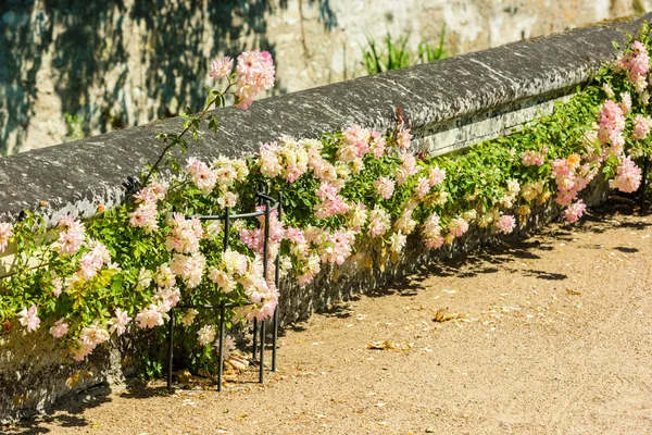 Bush van mooie rozen in een tuin — Stockfoto