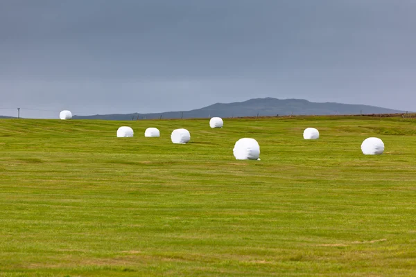 Rollos de heno blanco en el campo verde — Foto de Stock