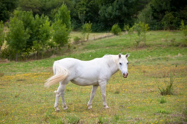 Bílý kůň v zelené oblasti trávy — Stock fotografie