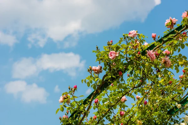 Bush of beautiful roses in a garden — Stock Photo, Image