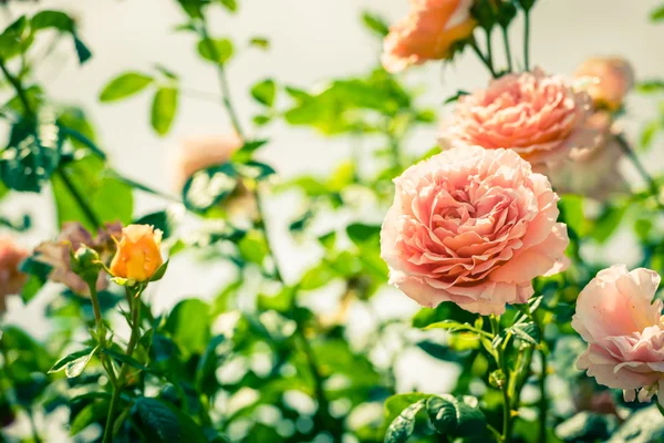 Bush de belas rosas em um jardim — Fotografia de Stock