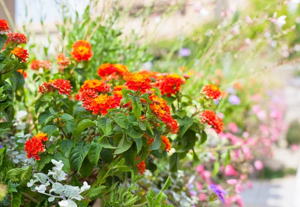 Mångfärgade blomsterrabatt på en gata — Stockfoto