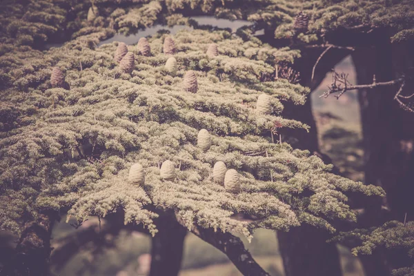 Jonge scheuten van pijnbomen — Stockfoto