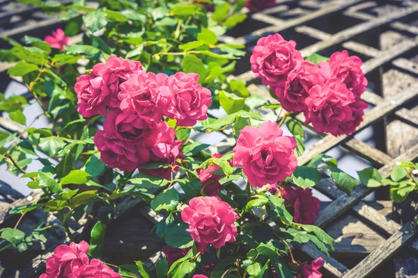 Bush of beautiful roses in a garden — Stock Photo, Image