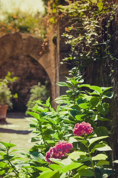 Blüten der rosa Hortensie — Stockfoto