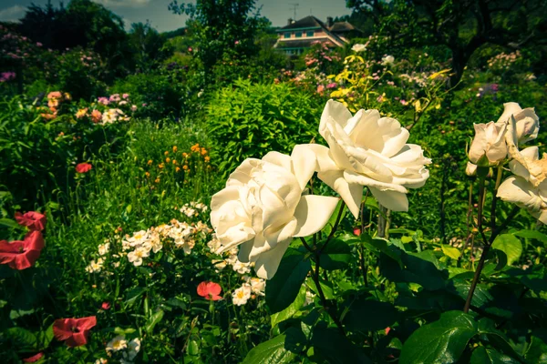 Bush de belas rosas em um jardim — Fotografia de Stock