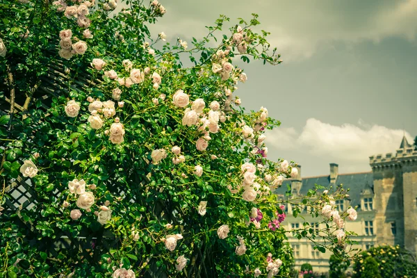 Bir bahçe içinde güzel Gül Bush — Stok fotoğraf