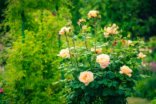 Bush av vackra rosor i en trädgård — Stockfoto